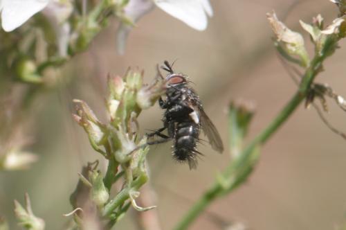 Exoristinae